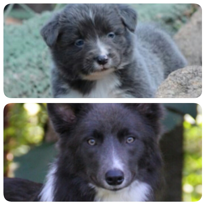 cor-dos-olhos-dos-border-collies