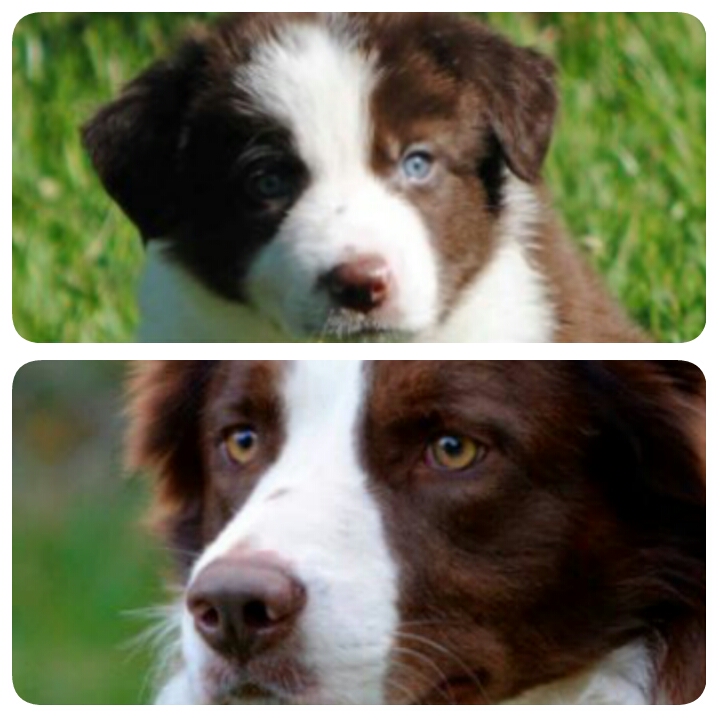cor-dos-olhos-dos-border-collies