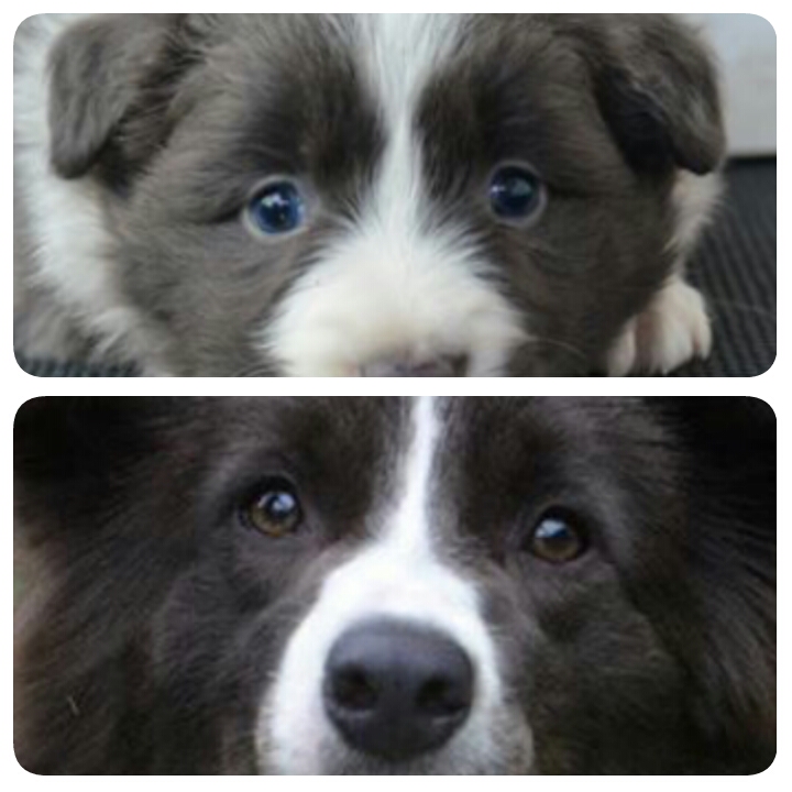 cor-dos-olhos-dos-border-collies
