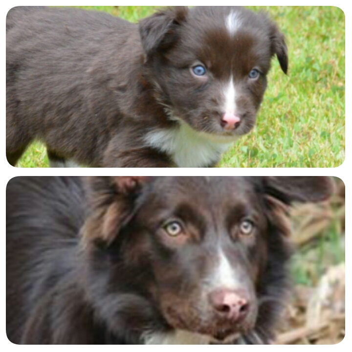 cor-dos-olhos-dos-border-collies