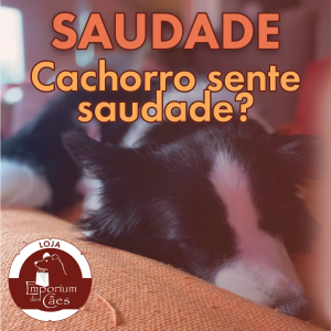 CACHORRO SENTE SAUDADE