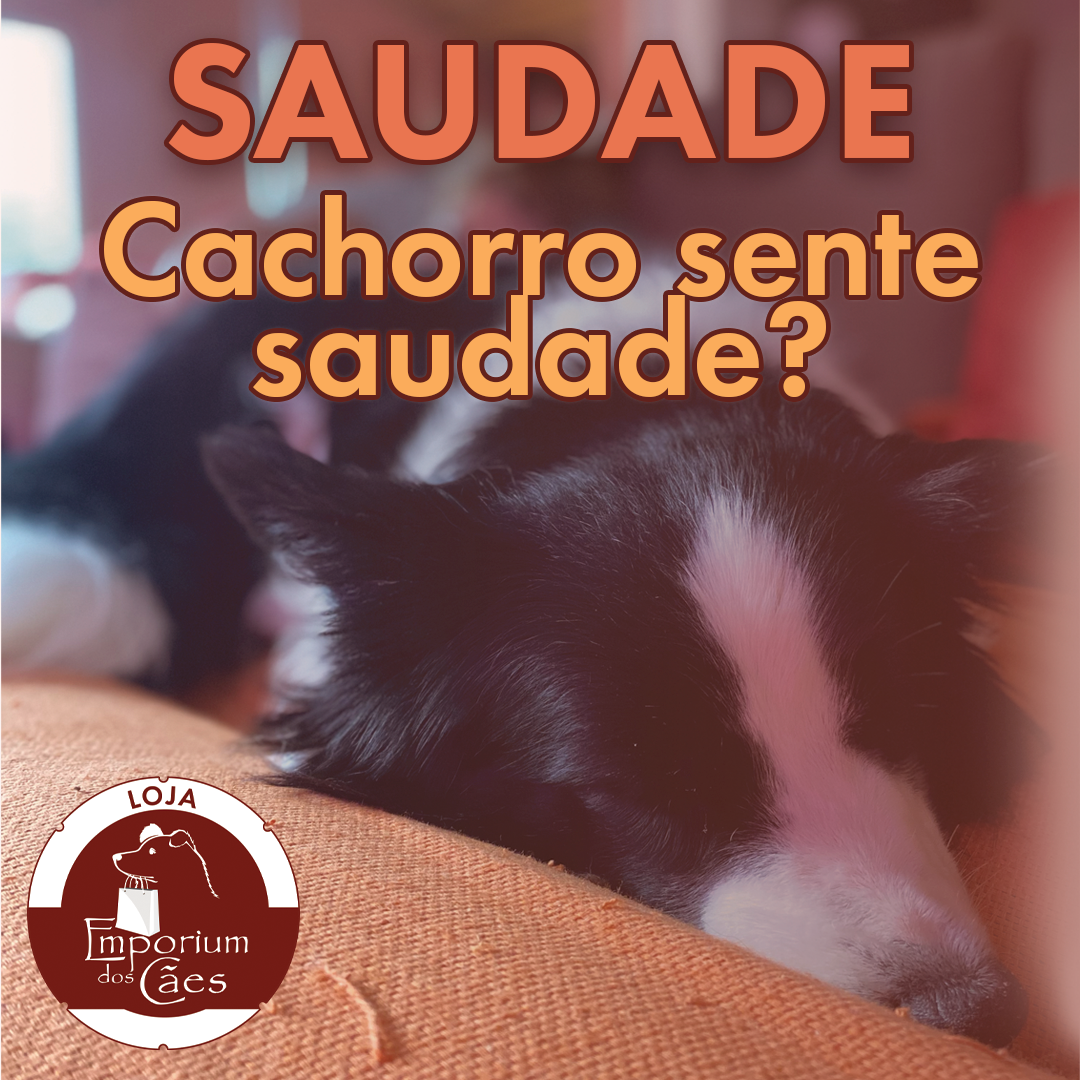Cachorro sente saudade do dono? Veja o que a ciência diz — Quando procurar ajuda profissional para o comportamento do cão?