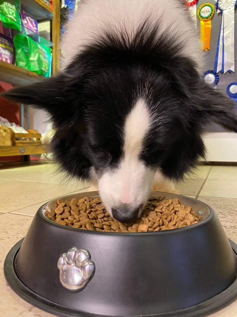Alimentação canina