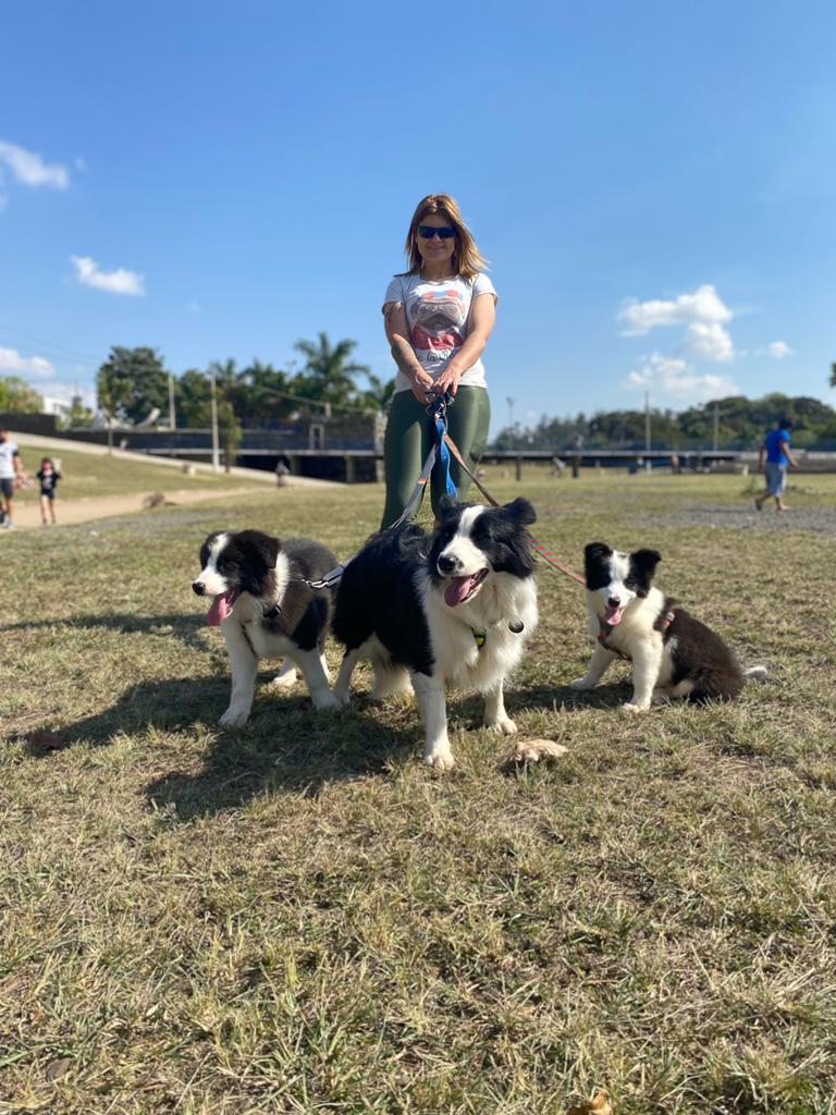 Saiba como adestrar cachorro que puxa a guia