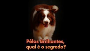 pelo do cachorro bonito