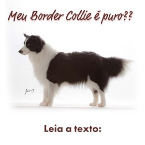 border collie é puro